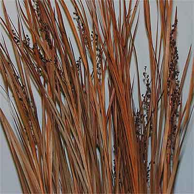 Wild Grass, Burnt Oak, 12 Bundles