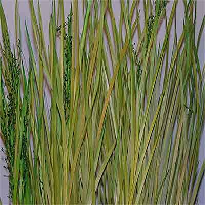 Wild Grass, Green, 12 Bundles