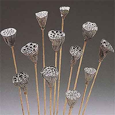 Mini Lotus Pods on Stems