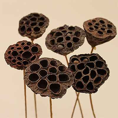 Small Lotus Pods on Stems