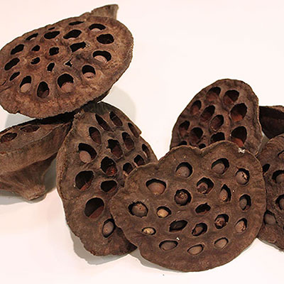 Lotus Pods 100 Heads Bulk