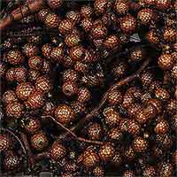 Canella Berries, 12 Bags, Chocolate
