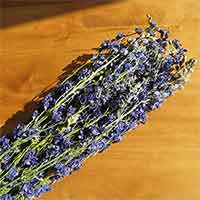 Dried Larkspur Flowers, Dark Blue