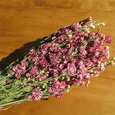 Dried Larkspur Flowers, Pink
