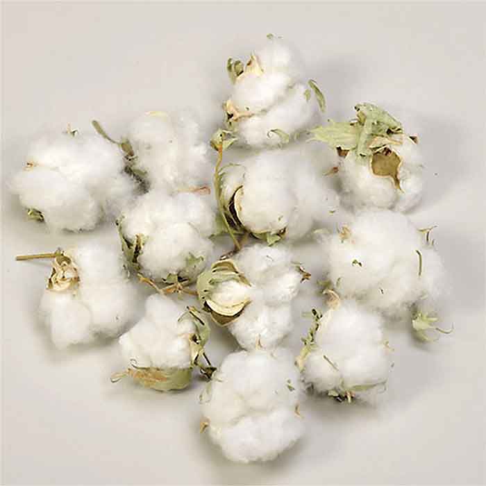 Cotton Bolls Wholesale