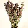 Blooming Monarda, 15 Bundles