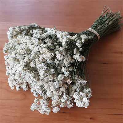Dried Achillea The Pearl, 30 Bunches