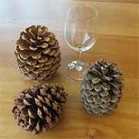 batch of 50 Natural Fresh Harvest of  Pine Cones 
