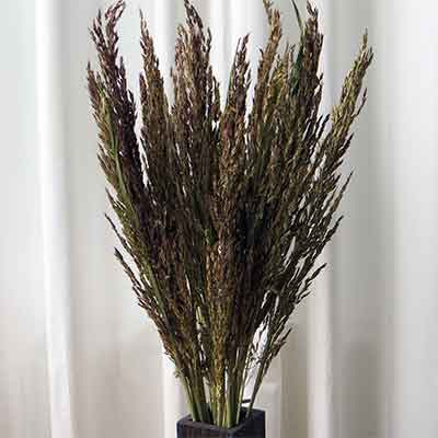 Sudan Grass, 30 Bundles
