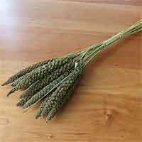 Highlander Millet, 25 Bundles