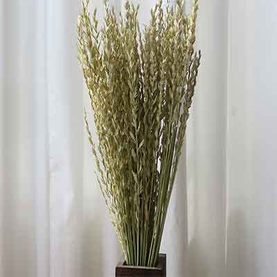 Arrow Grass, 25 Bundles