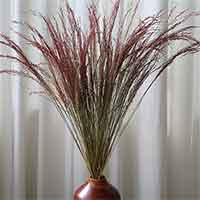 Red Silk Grass, 40 Bunches