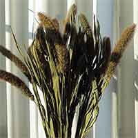 German Millet Grass, 25 Bunches