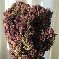 Oregano Flowers - Purple Blossom, 15 Bunches