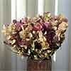Oregano Flowers - Kent Beauty, 20 Bunches
