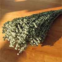 Dried Mountain Mint Bunches, 15 Bunches