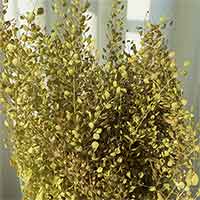 Lepidium - Peppergrass, 20 Bunches