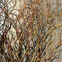 Fresh Curly Willow Branches, 4-5 feet, Green