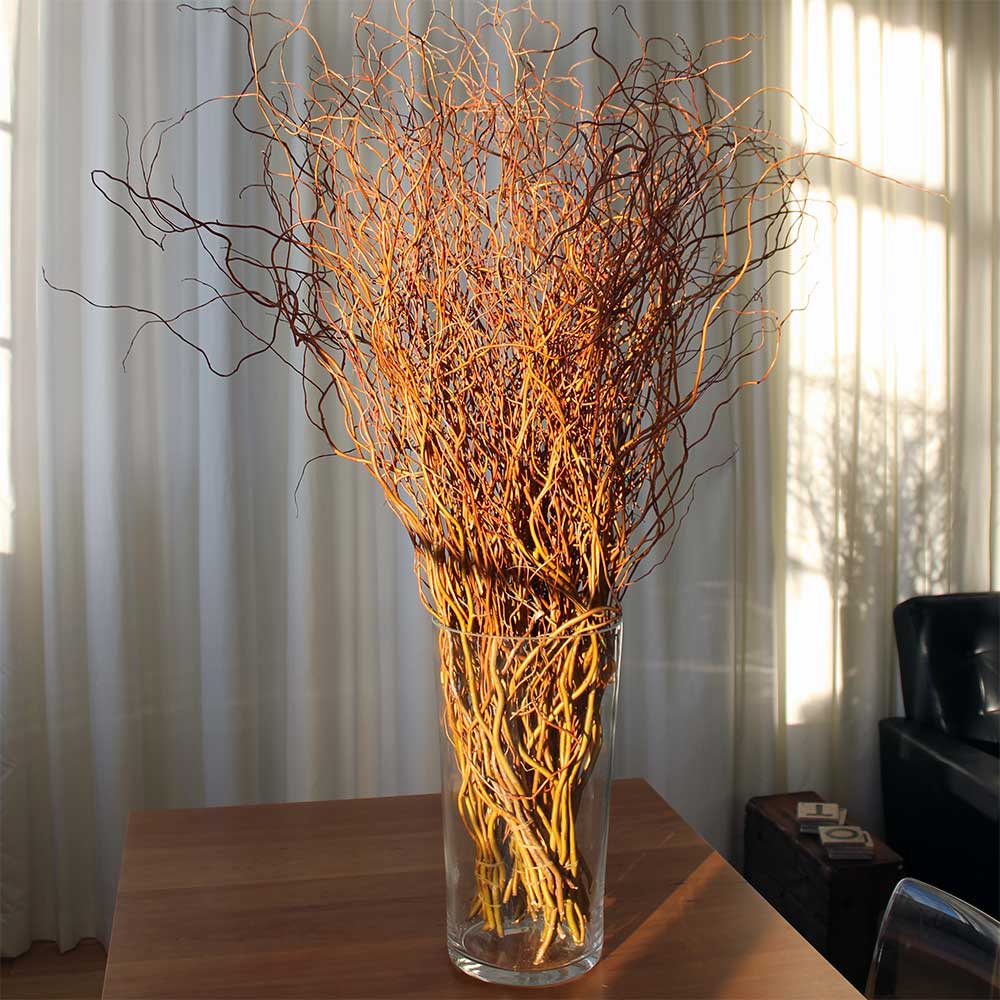 Fresh Curly Willow, 100 Branches, 3-4' Green
