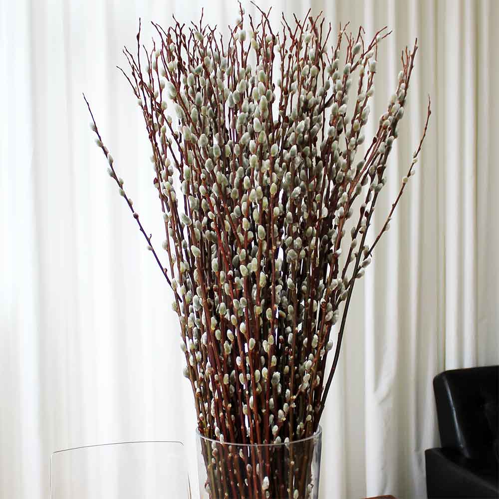 Pussy Willow Branches, 100 Stems, 3-4