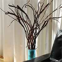 Fantail Willow Branches, 2-3', 100 Stems