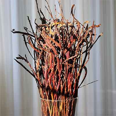 Prairie Willow Branches, 120 Stems, 4-5' (WILL SHIP AFTER FEBRUARY 5th)