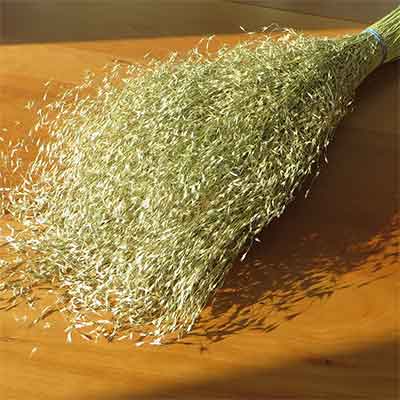 Dried Indian Ricegrass, 20 Bunches