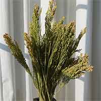 Canary Grass, 30 Bunches