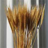 Blonde Spring Wheat, 20 Bunches