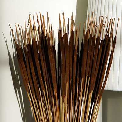 Dried Cattails, 10 Bunches, Dark Brown