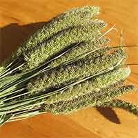 Natural Chinese Millet Bunches