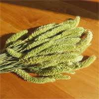 Setaria Dried Grass Bundles