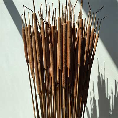 Dried Cattails, 10 Bunches, Light Brown