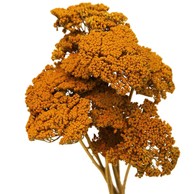 Dried Yarrow Flowers, 12 Bundles, Yellow