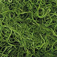 Green Spanish Moss