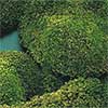 Mood Moss, 1.5 Cubic Feet