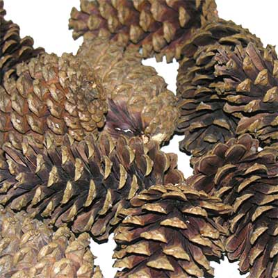 Natural Bulk Pinecones 5 Bushels
