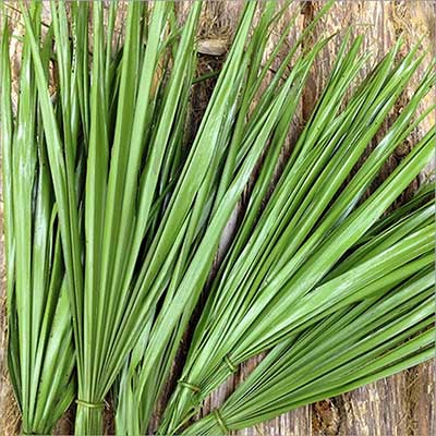 Bulb Foliage, 12 Bunches, 34-38"