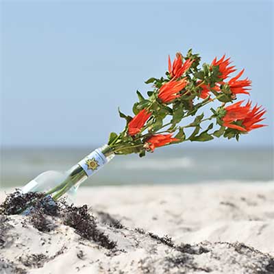 Indian Paintbrush, 15 Bundles