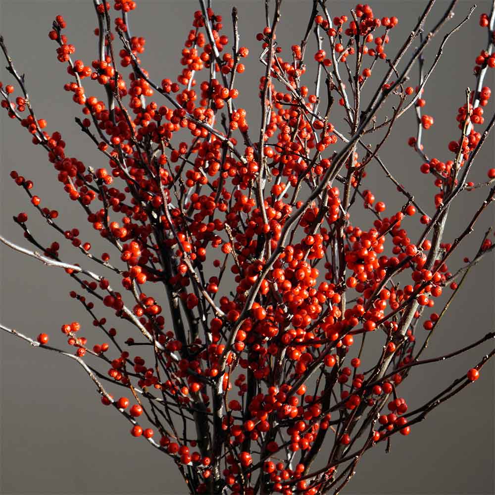Fresh Curly Willow Branches, 100, Red