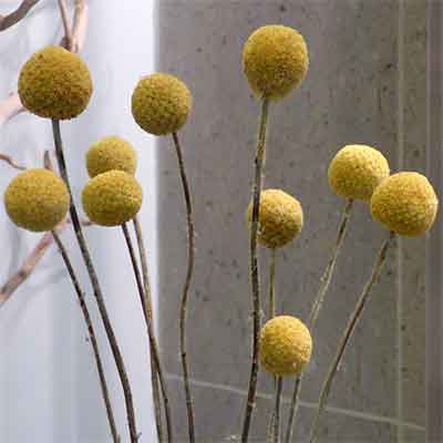 Dried Craspedia Wholesale Long Stem
