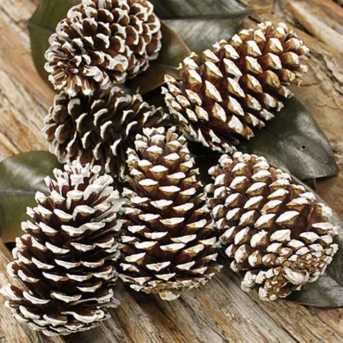 White Tipped Bulk Pinecones 5 Bushels for Sale