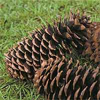 12 Sugar Pine Cones, 10-12"
