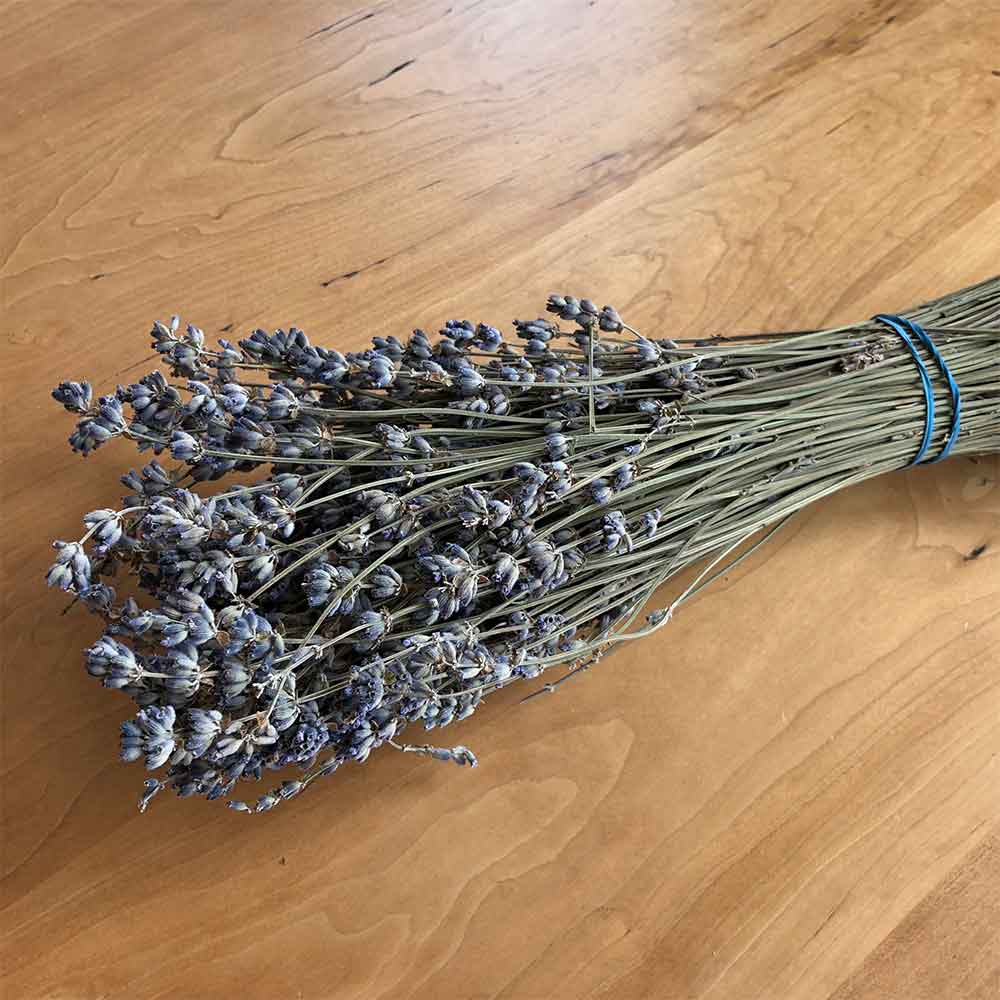 32 English Dried Lavender Bundles, Unsleeved Seconds