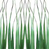 Oceana Palm Leaves, Green, 12 Bundles