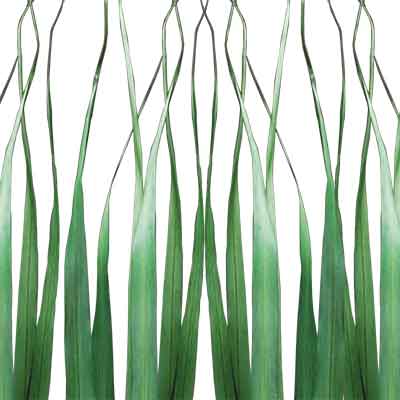 Oceana Palm Leaves, Green, 12 Bundles