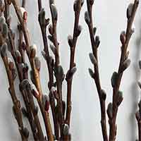Japanese Pussy Willow Branches, 3-4', 120 Branches