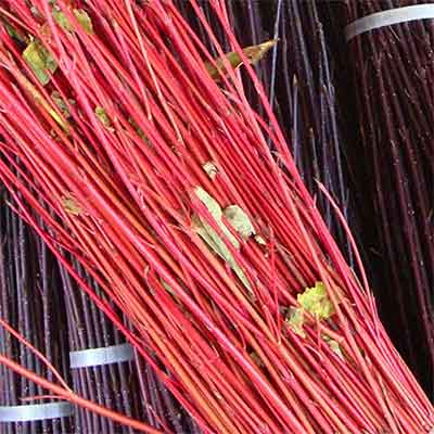 Cardinal Dogwood Branches, 100 Branches, 4-5'