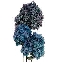 Dried Hydrangeas, Two-toned Limelight, Blue, 12 Bunches